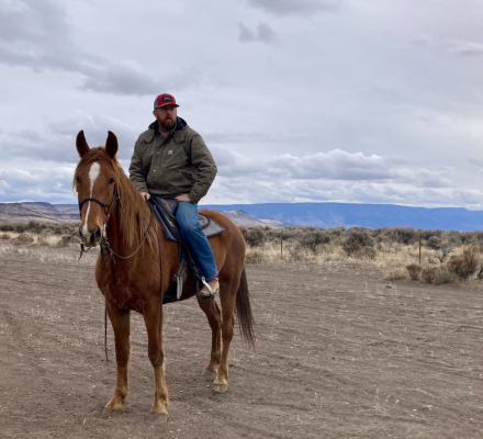 HorseID: 2310213 LNR Carbons Flaming Glory - PhotoID: 1094832