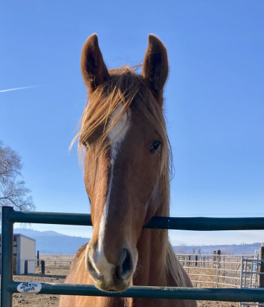 HorseID: 2310213 LNR Carbons Flaming Glory - PhotoID: 1094834