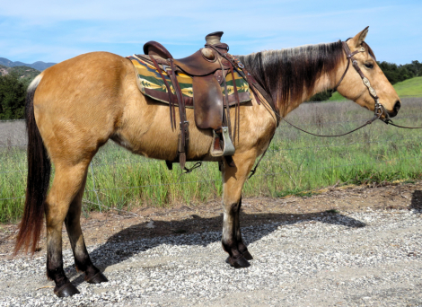 HorseID: 2310214 SEDONA - PhotoID: 1094830