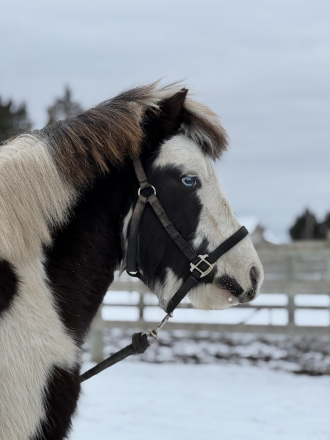 HorseID: 2310216 FHC Sparkle Gemini - PhotoID: 1094841