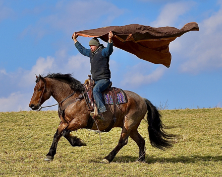 HorseID: 2310217 Toast - PhotoID: 1094842