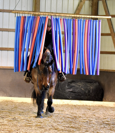 HorseID: 2310217 Toast - PhotoID: 1094844