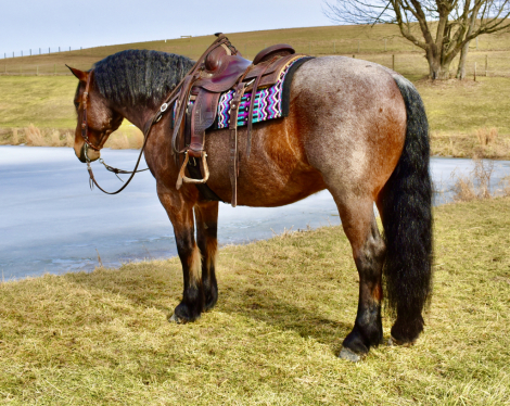 HorseID: 2310217 Toast - PhotoID: 1094845