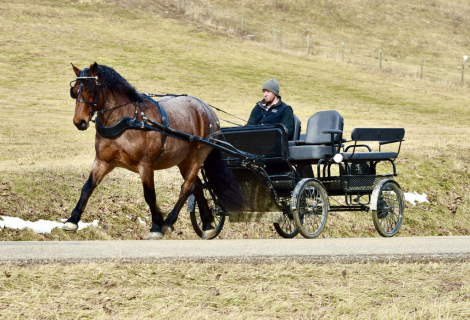 HorseID: 2310217 Toast - PhotoID: 1094847