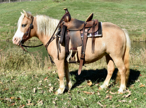 HorseID: 2310218 Candy - PhotoID: 1094849