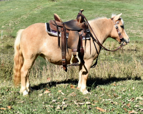 HorseID: 2310218 Candy - PhotoID: 1094850