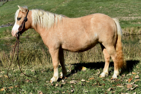 HorseID: 2310218 Candy - PhotoID: 1094851