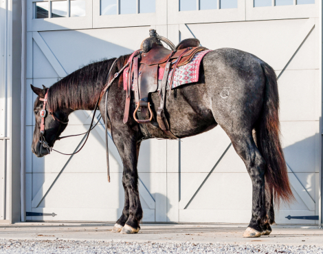 HorseID: 2310219 Clifford - PhotoID: 1094852