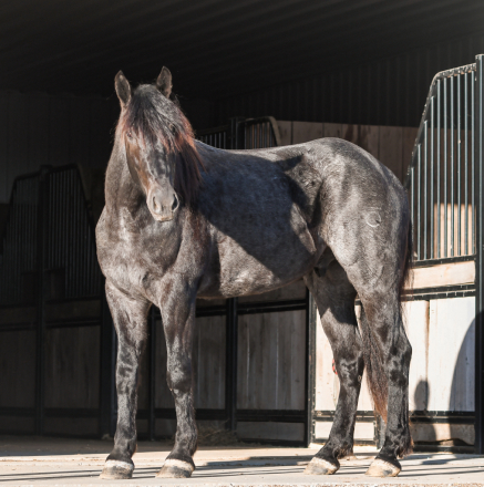 HorseID: 2310219 Clifford - PhotoID: 1094853