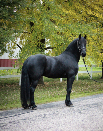 HorseID: 2310222 Melwin  Van Toftebro - PhotoID: 1094854