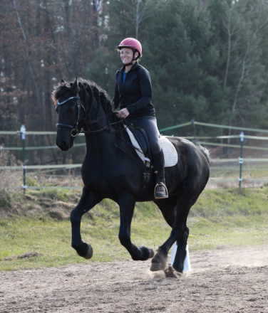 HorseID: 2310222 Melwin  Van Toftebro - PhotoID: 1094856