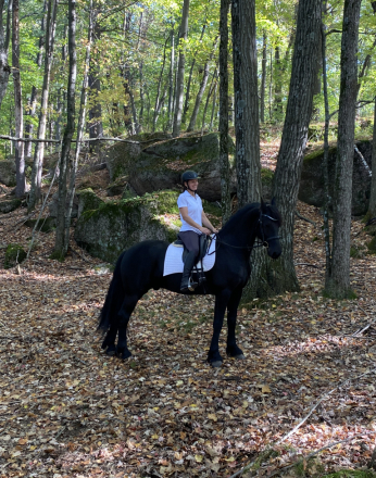 HorseID: 2310222 Melwin  Van Toftebro - PhotoID: 1094857