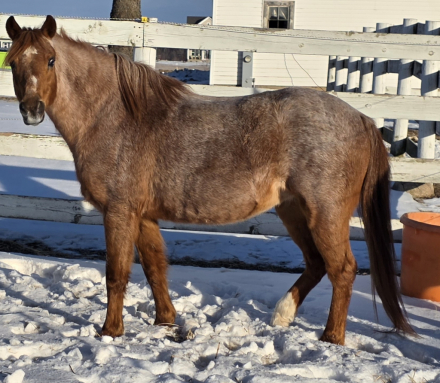 HorseID: 2310223 Pepper - PhotoID: 1094858