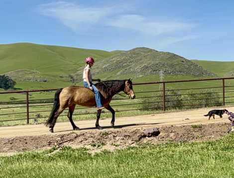 HorseID: 2310228 CR's Angel's Envy - PhotoID: 1094862