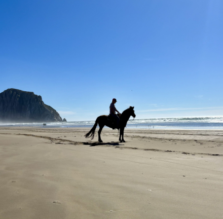 HorseID: 2310228 CR's Angel's Envy - PhotoID: 1094863