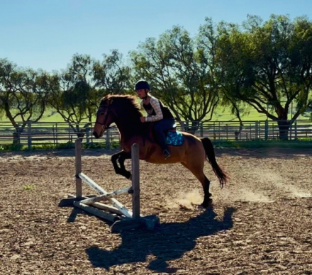 HorseID: 2310228 CR's Angel's Envy - PhotoID: 1094864