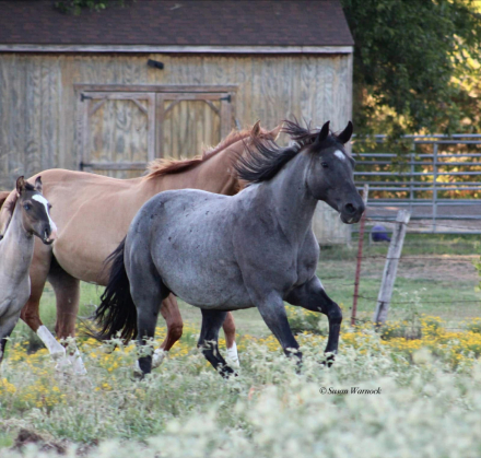 HorseID: 2310230 BLUE SMOKE N LIBBY - PhotoID: 1094866
