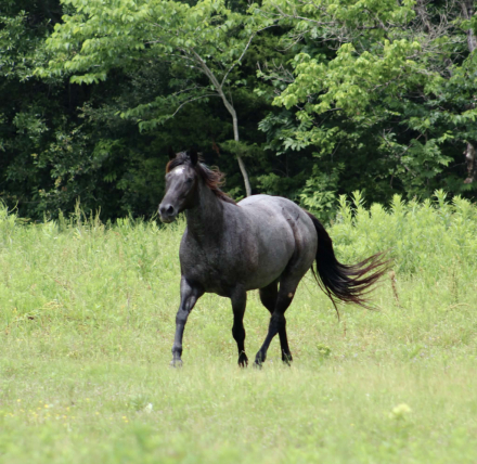 HorseID: 2310230 BLUE SMOKE N LIBBY - PhotoID: 1094867