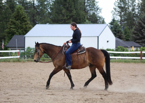 HorseID: 2310233 MR PEPPY RHOADS - PhotoID: 1094871