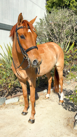 HorseID: 2310242 Daily Motion - PhotoID: 1094877