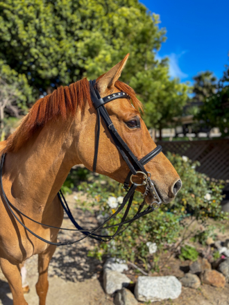 HorseID: 2310242 Daily Motion - PhotoID: 1094879