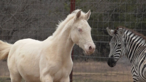 HorseID: 2310263 Titan's Opal Delight - PhotoID: 1094887
