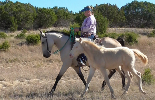 HorseID: 2310263 Titan's Opal Delight - PhotoID: 1094888