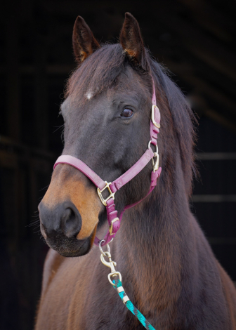 HorseID: 2310264 Hendrix - PhotoID: 1094895