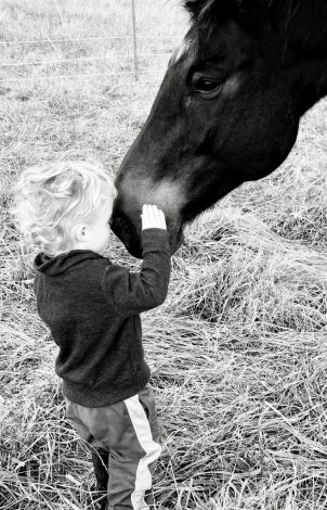 HorseID: 2310264 Hendrix - PhotoID: 1094896