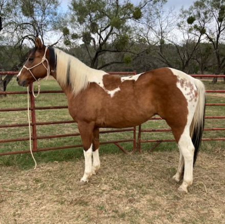 HorseID: 2310266 Banjos Tuff N Sweet - PhotoID: 1094894