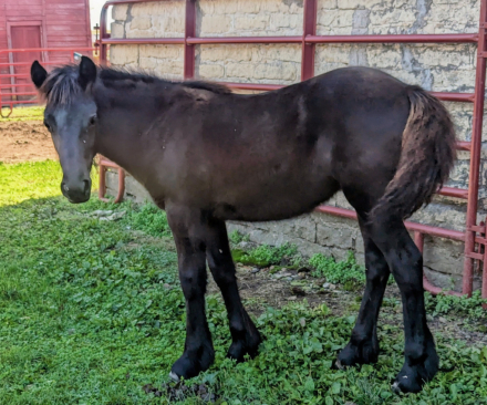 HorseID: 2310270 SouthMoore Duchess - PhotoID: 1094899