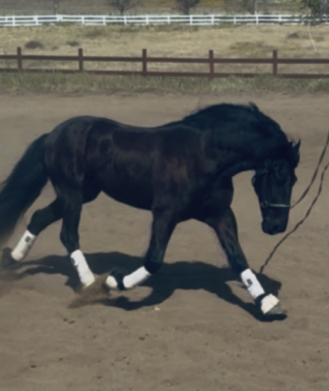 HorseID: 2310271 Benny - PhotoID: 1094900