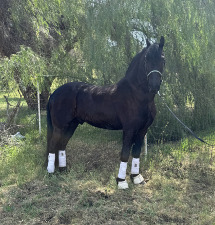 HorseID: 2310271 Benny - PhotoID: 1094901