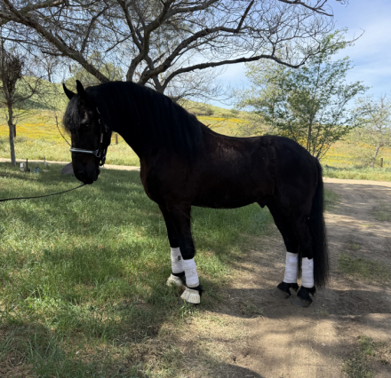 HorseID: 2310271 Benny - PhotoID: 1094902