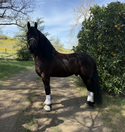 HorseID: 2310271 Benny - PhotoID: 1094903