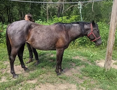 HorseID: 2310272 Blue Bar Be Doll - PhotoID: 1094904