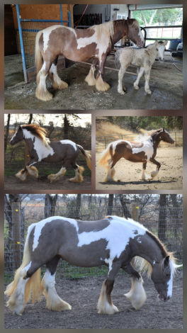 HorseID: 2310273 BrightHaven Goodnight Moon - PhotoID: 1094905