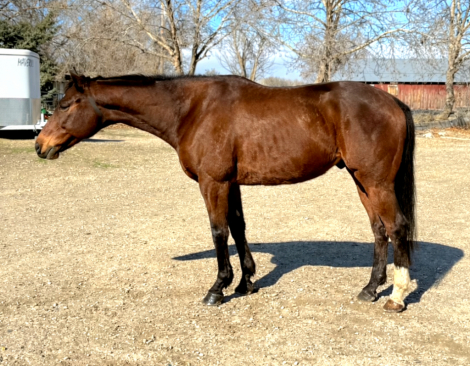 HorseID: 2310274 Bukayo - PhotoID: 1094906