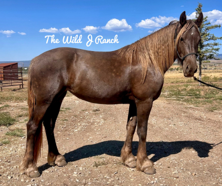 HorseID: 2310275 WJR Silver Thistle - PhotoID: 1094907