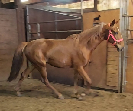 HorseID: 2310276 Rhythm In Blues - PhotoID: 1094908