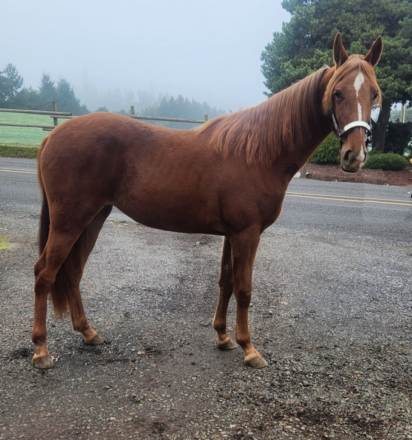 HorseID: 2310276 Rhythm In Blues - PhotoID: 1094909