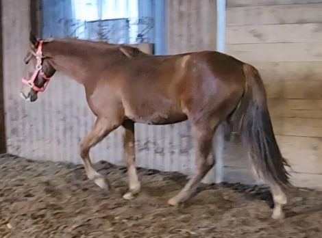 HorseID: 2310276 Rhythm In Blues - PhotoID: 1094911