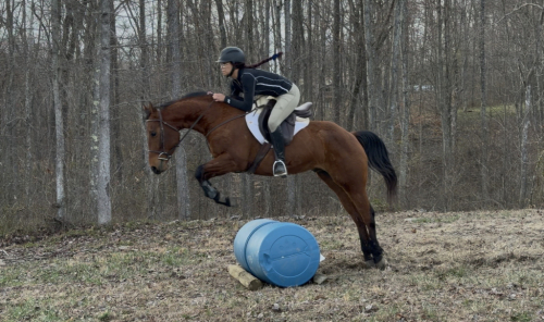 HorseID: 2310277 Pegaso - PhotoID: 1094913