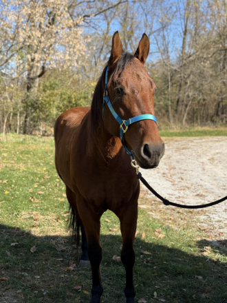 HorseID: 2310277 Pegaso - PhotoID: 1094914