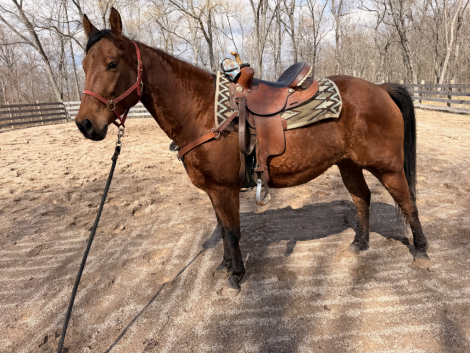 HorseID: 2310277 Pegaso - PhotoID: 1094915