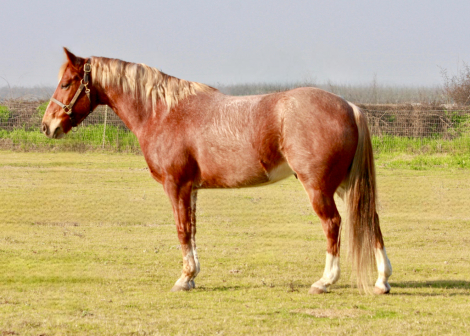 HorseID: 2310278 Roman - PhotoID: 1094916