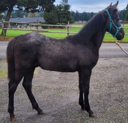 HorseID: 2310280 McQueen - PhotoID: 1094918