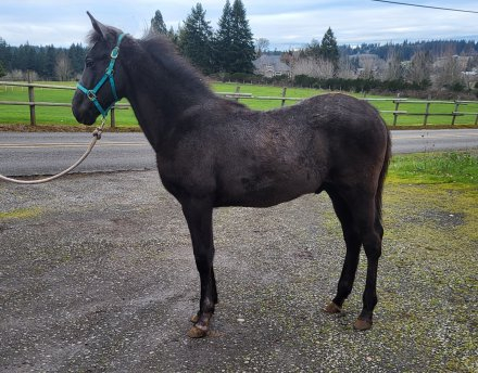 HorseID: 2310280 McQueen - PhotoID: 1094919