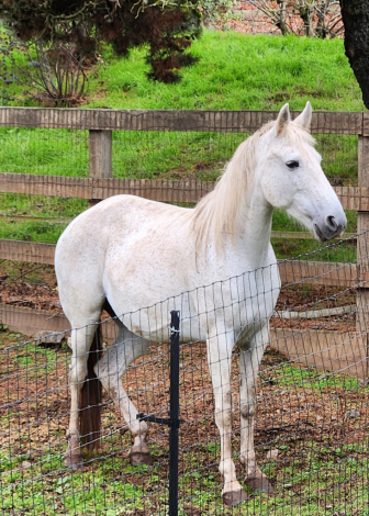 HorseID: 2310280 McQueen - PhotoID: 1094920