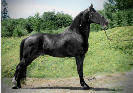 HorseID: 2310280 McQueen - PhotoID: 1094921